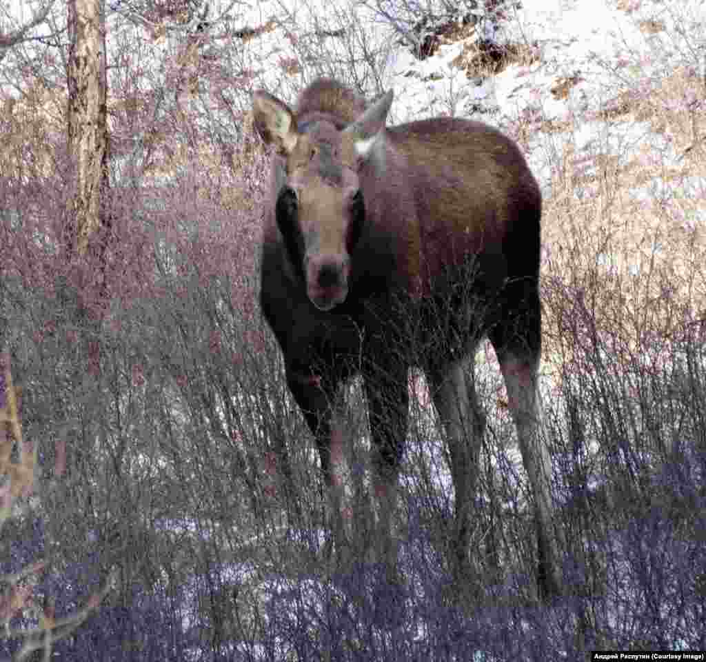 Wildlife Photos Siberia