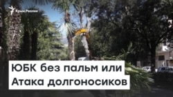  ЮБК без пальм или Атака долгоносиков | Радио Крым.Реалии