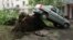 A car was lifted into the air by the roots of a large tree knocked down in the violent storm that shook Moscow on May 29.