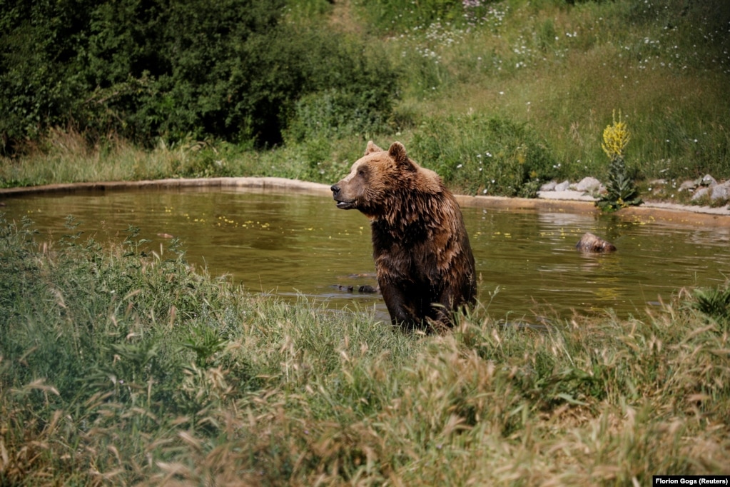 Hetemaj thotë se kanë arritur ta vazhdojnë punën, falë mbështetjes nga organizata për mbrojtjen e kafshëve, “Four Paws”, nga Austria.