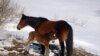 Livanjski divlji konji potomci su pitomih konja koje su vlasnici pustili na slobodu polovinom prošlog vijeka.