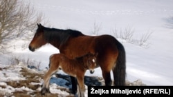 Divlji konji u okolini Livna 