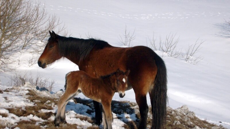 Divlji konji u okolini Livna 