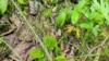 Балотнае вужава зельле (Ophioglossum valgatum)
