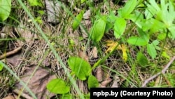 Балотнае вужава зельле (Ophioglossum valgatum)