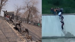 10 лет спустя: спасение собаки стало арт-объектом в Алматы