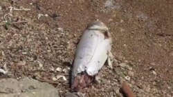 Экологическая катастрофа: на Ставрополье произошла массовая гибель рыбы