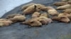 Экологи обнаружили в Печорском море похудевших моржей