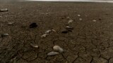 Kosovo -- Mussels lie in the dry bed of Badovc artificial lake, January 22, 2014