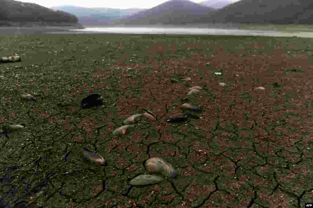 Mussels lie in the dried-out bed of Badovc, an artificial lake in Kosovo. (AFP/Armend Nimani)