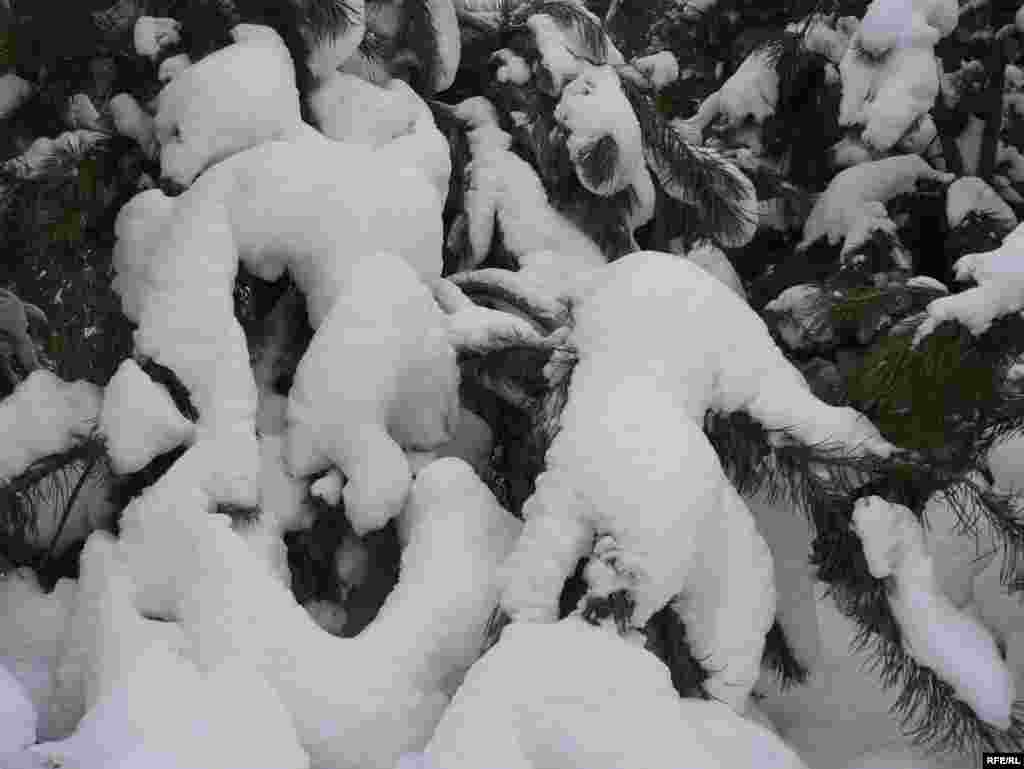 Кар баскан ботаклар. - Кар баскан ботаклар.