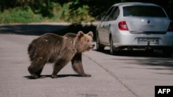 Un urs trecând șoseaua în septembrie 2023 în județul Covasna, din România. 