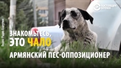Пес-оппозиционер. Как бездомная собака стала символом протестов в Армении (видео)
