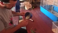"Доктор Айболит" из Северной Осетии