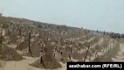 Могілкі памёрлых ад каранавірусу ў Туркмэністане, ліпень 2020 году