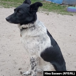 Cобака на прізвисько Белла, яка живе в Чернігові