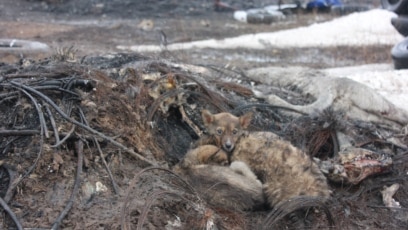 Әжеммен порно оқу