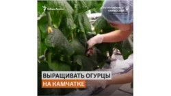 Коронавирус помог предпринимателям Камчатки наладить собственное производство огурцов
