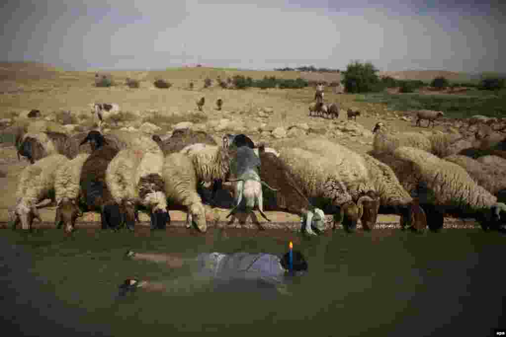 A young Israeli settler snorkels as sheep belonging to a Palestinian shepherd drink water from the spring located at Jordan Valley near the Palestinian village of Uja near the West Bank town of Jericho. (epa/Abir Sultan)