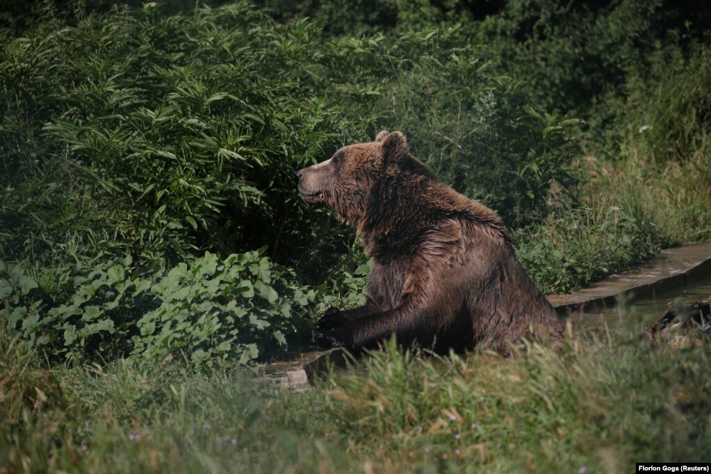 Hetemaj pohon se, para se të vinin në strehimore, arinjtë janë mbajtur në hapësira “të vogla prej katër apo pesë metrash katrorë”.