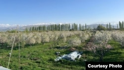 Кыяс Молдокасымовдун мөмөлүү багы. Бишкек. 