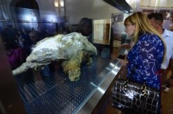 У морозильной камеры, в которой находится мумия мамонтенка, найденного в Усть-Янском улусе республики Саха (Якутия)
