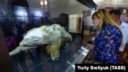Мумия мамонтенка, найденного в Усть-Янском улусе республики Саха (Якутия)