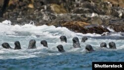 Узьбярэжжа востра Кунашыр