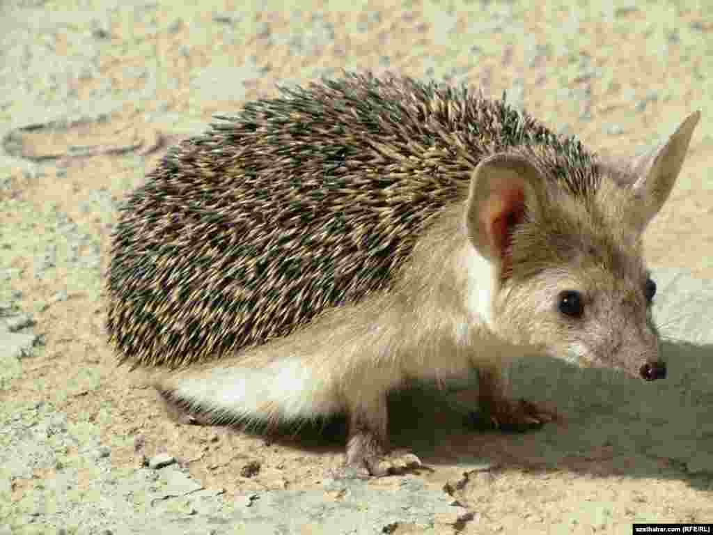 Aşgabatda surata alnan bir kirpi