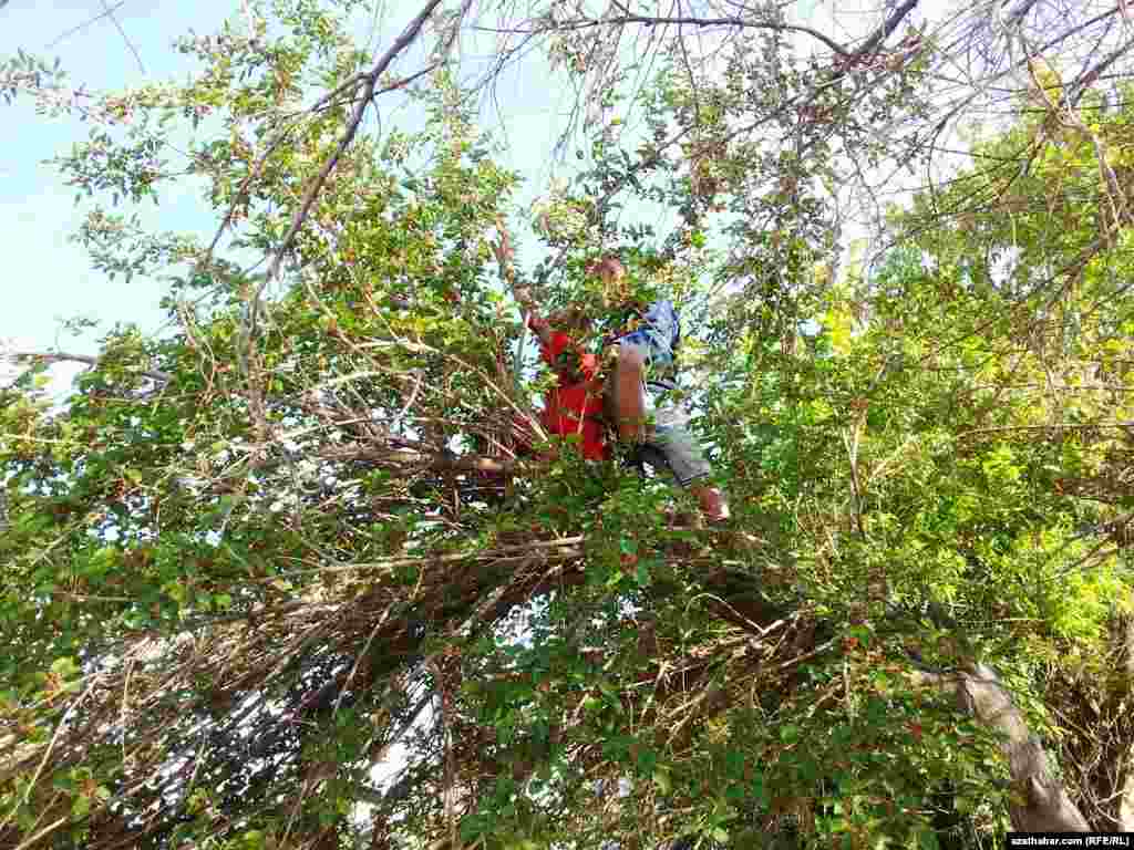 Tudana &ccedil;&ouml;ple&yacute;&auml;n oglanjyklar