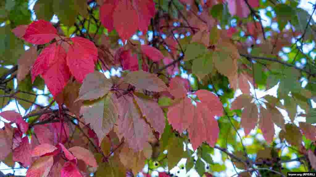 Жива осіння палітра з листя дівочого винограду