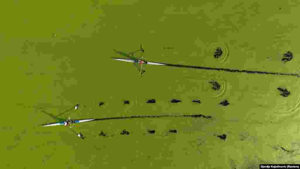 Rowers train in Belgrade&#39;s River Sava, where the water has been covered with algae that thrive in a warm and polluted environment.