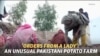 'Orders From A Lady': An Unusual Pakistani Potato Farm