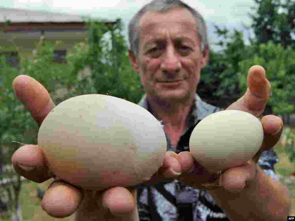 Murman Modebadze of Georgia holds a giant chicken egg -- 82mm long, 62mm wide, 170 grams -- next to an average-sized egg in the village of Zestafoni, 200 kilometers west of Tbilisi. The Modebadze family has submitted the egg for inclusion in the "Guinness Book of Records." Photo by Vano Shlamov (AFP)