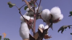 Children In Tajikistan's Cotton Fields