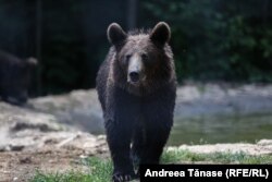 Atle țări și-au decimat populația de animale sălbatice. România este printre puținele țări europene în care a mai rămas ceva de salvat. Zărnești, 3 iulie 2021.