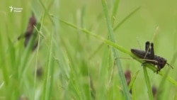 Малахи "марокашӣ" дар Хатлон бедодӣ мекунад