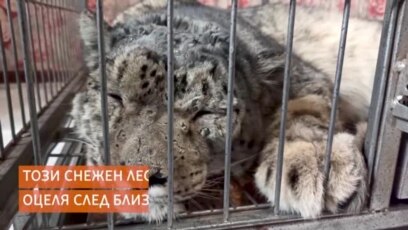 Прострелян снежен леопард се бори за живота си