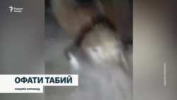 Сел омад, гандумзор сӯхт. Оқибати фалокатҳои табиӣ дар Тоҷикистон