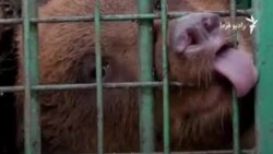 حیوانات خانگی عجیب و بی‌سرپرست