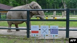 Citta, a 33-year-old female elephant, chooses a melon above a sign indicating a win for the Polish national team at the Krakow Zoo on June 6. She didn't do any better for Poland's second game, either.