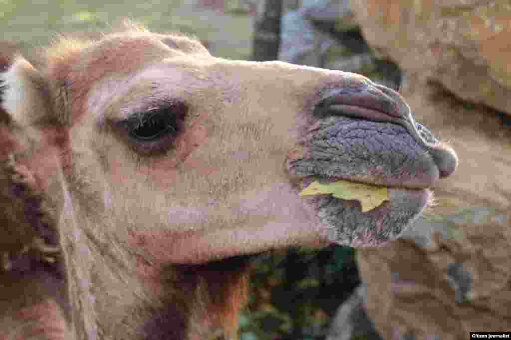 Эмкал. Алиев Идрисан сурт.