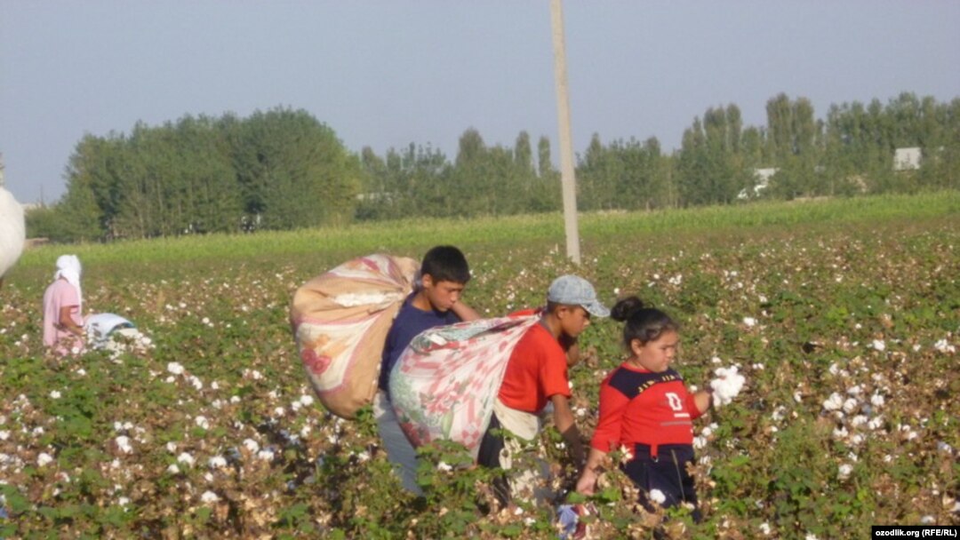 Uzbek schoolchildren in the Ferghana Valley pick cotton last month.