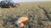 Массовый падёж сайги в Казахстане остался загадкой 