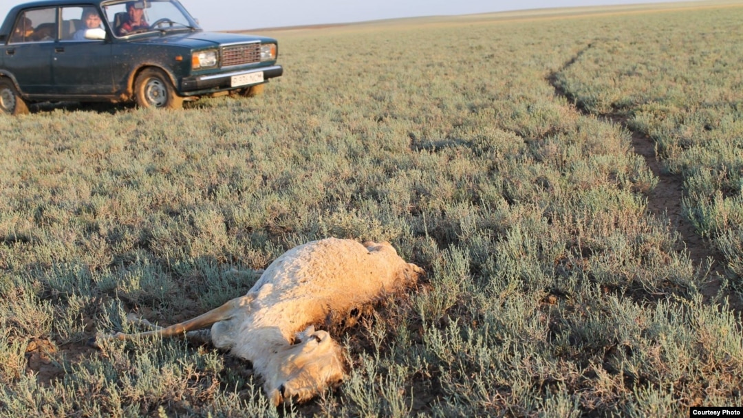 Жалаңаш әдемі шашты әйелдер