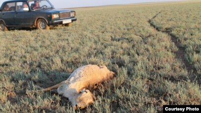 Светлана Томаның порно суреттері