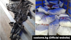 Мыйзамсыз ташылып кетип жаткан эшектин терилери. Бажы кызматынын сүрөтү.