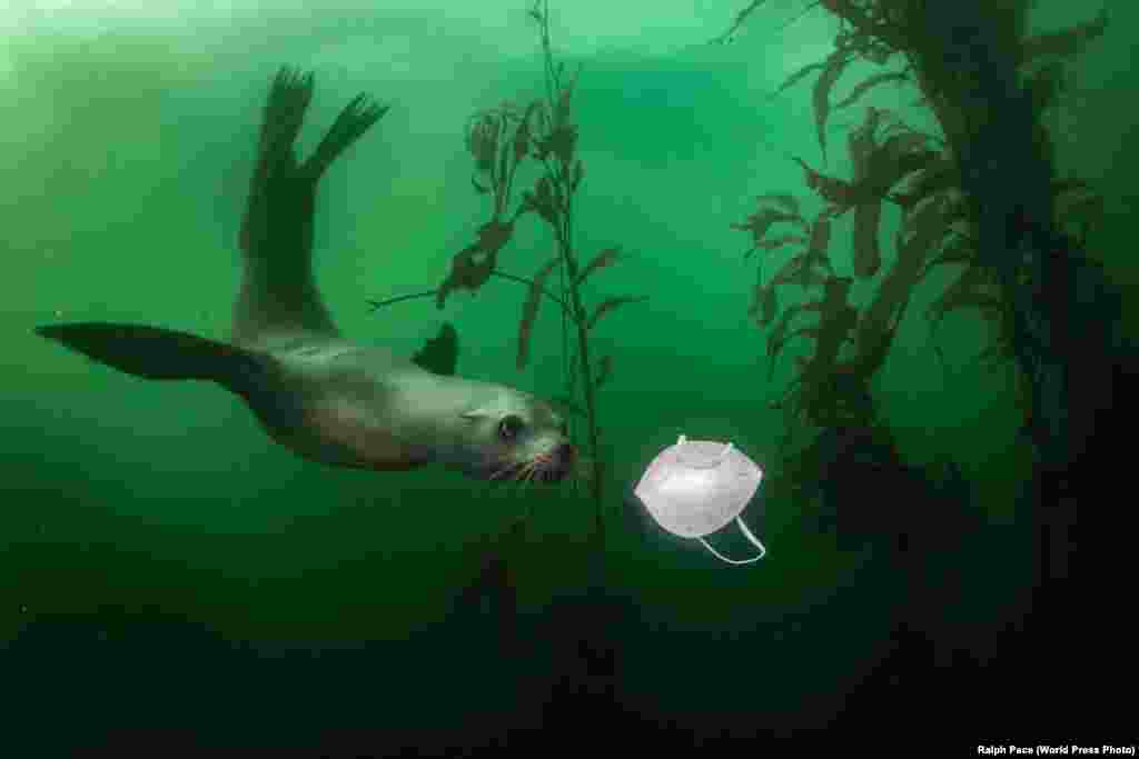 Морской лев рассматривает респиратор в воде у побережья Калифорнии (19 ноября 2020 года). Первое место в категории&nbsp;&laquo;Окружающая среда&raquo;, автор &mdash; Ральф Пейс.