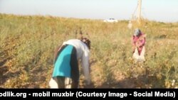 Uzbekistan - cotton fields in Uzbekistan