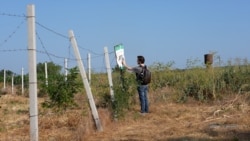 Pădurea-fantomă de la Stețcani. Peste 1.000 de copaci, plantați pe locul unui fost depozit cu chimicale. Toți au murit